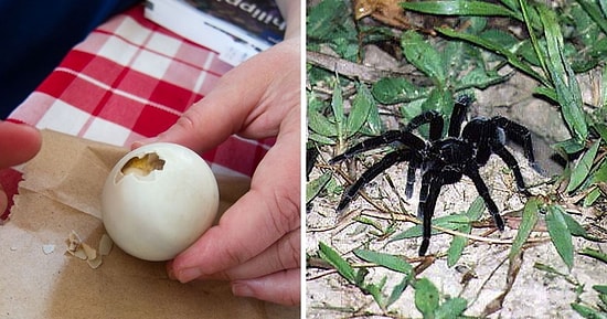 20 самых несъедобных продуктов, по мнению людей, которые съели бы что угодно