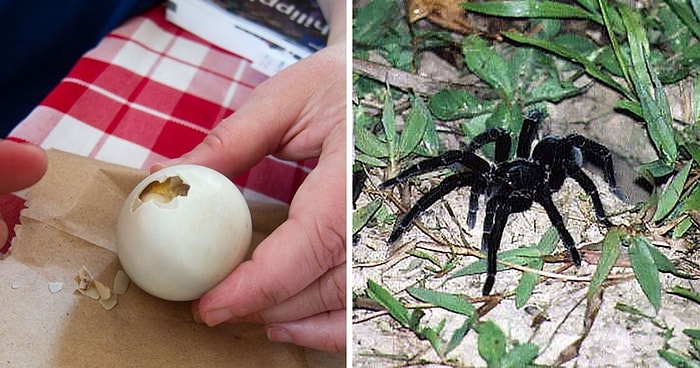 20 самых несъедобных продуктов, по мнению людей, которые съели бы что угодно