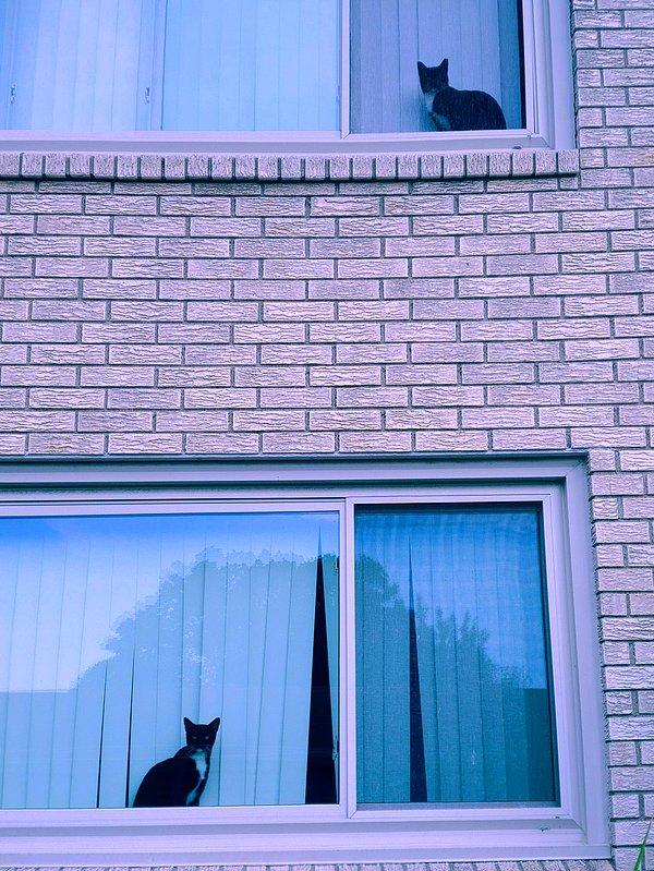 24. "Kedimin tıpatıp aynısı üst katımızda yaşıyor."