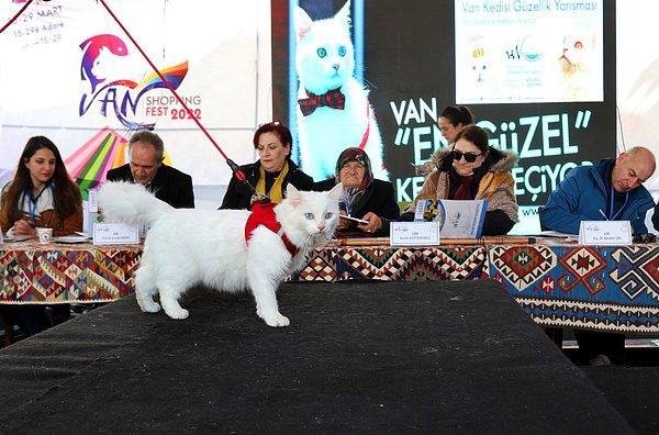 Kedisi 200 tam puanla birinci gelen Yabaş, yaşadığı mutluluğu dile getirerek, yarışmanın düzenlenmesinde emeği geçenlere teşekkür etti.