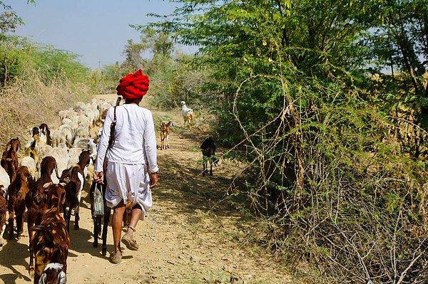 Rabari kabilesinin çobanları, etraflarında onlarca leopar olmasına rağmen hayvanlarını otlatmaya çıkarıyor.