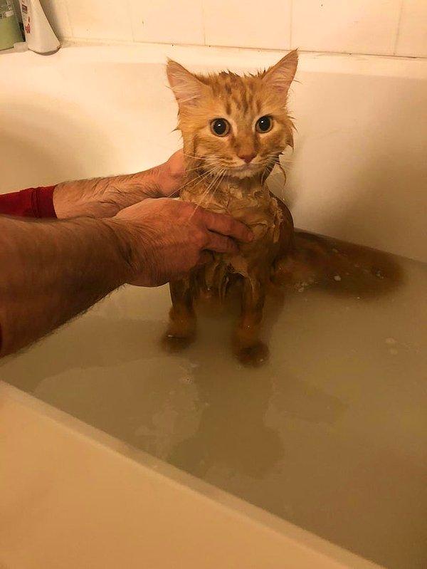 Şimdiii kedimizi ve banyo ortamını hazırladıysak duş alma faslına geçebiliriz. İlk olarak banyoyu nasıl hazırlamalısınız?