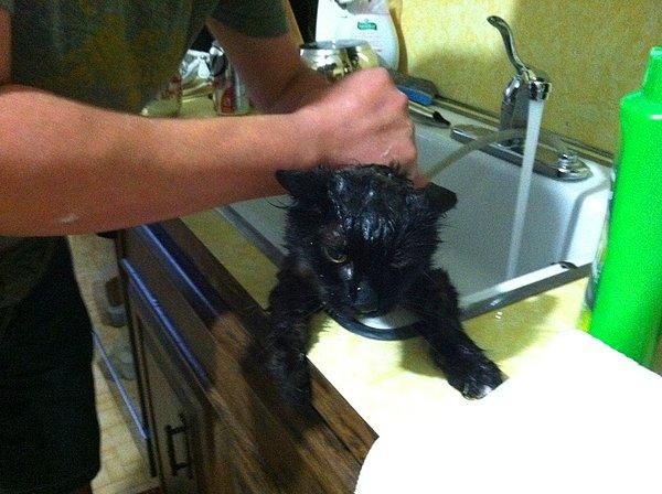 Elinize az miktarda kedi şampuanı alın, köpürtün ve kedinizin arka tarafından kafasına doğru yıkamaya başlayın.