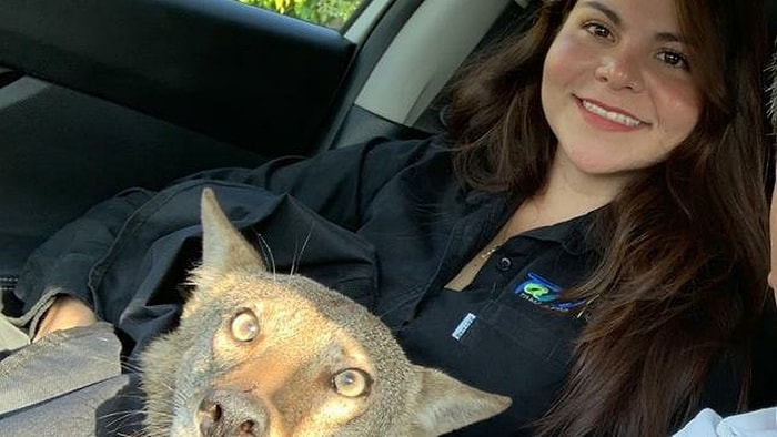 Женщина спасла раненую "собаку", но испуганные ветеринары сообщили ей, что это вовсе не собака