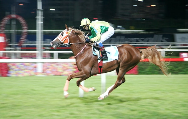 Çıktığı 15 yarışın 13'ünde birinci, birinde ikinci olan; sakatlığı yüzünden pistlere veda etmek durumunda kalan ünlü atın adını hatırlıyor musun?