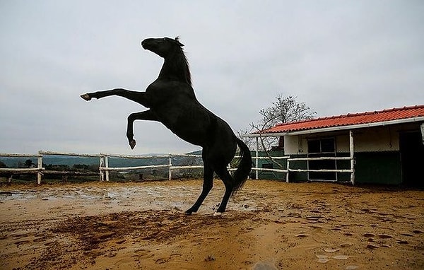 Son olarak, Gazi Koşusu birinciliğini 2.26.22'lik rekor derece ile elde eden efsanevi atın adı nedir?