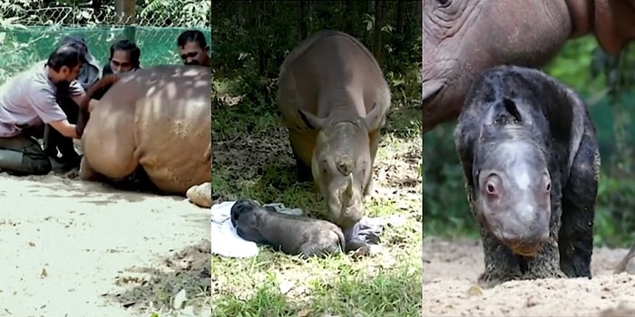 Soyu Tehdit Altında Olan Sumatra Gergedanı Rosa, 8 Düşüğün Ardından Bir Yavru Dünyaya Getirdi