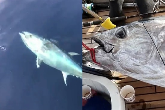 Antalya'da 100 Kiloluk Orkinos Yakalayan Balıkçılar: 'Babayı Buraya Aldık, Baba Burada'