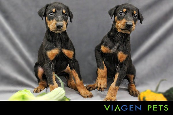 Viagen firması her yıl daha fazla evcil hayvan klonladıklarını ve şimdiye kadar yüzlerce klonlama yaptıklarını söyledi.