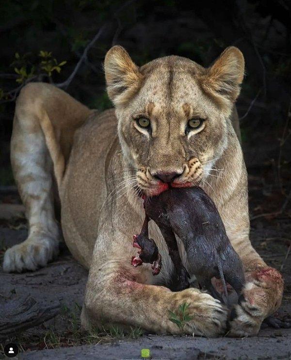 7. Yabani bir Afrika domuzunu yiyen ürkütücü dişi aslan: