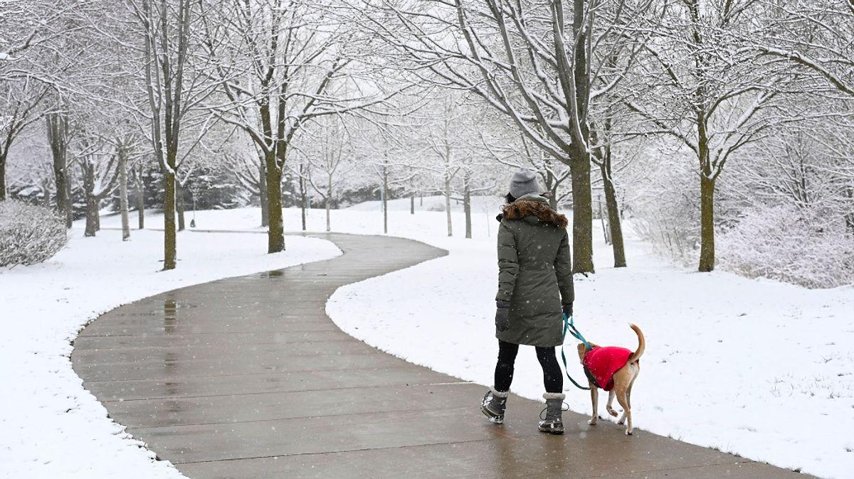 Walking snow rum перевод. Dog Walking in Winter. Walk the Dog in the Snow. Walk in Snow. Taf зима.