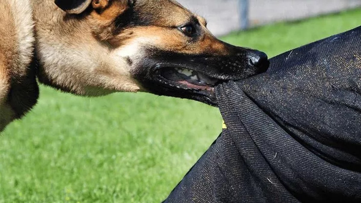 Хищение собаки. Хищение собаки. Собака украла игрушку. Собака и человек 18. Хищение собаки.