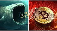 Bitcoin Dipleri Zorlarken Balinalar Alımlara Devam Ediyor: Bir Balina Günlük 25 BTC Satın Alıyor!