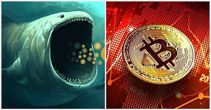 Bitcoin Dipleri Zorlarken Balinalar Alımlara Devam Ediyor: Bir Balina Günlük 25 BTC Satın Alıyor!