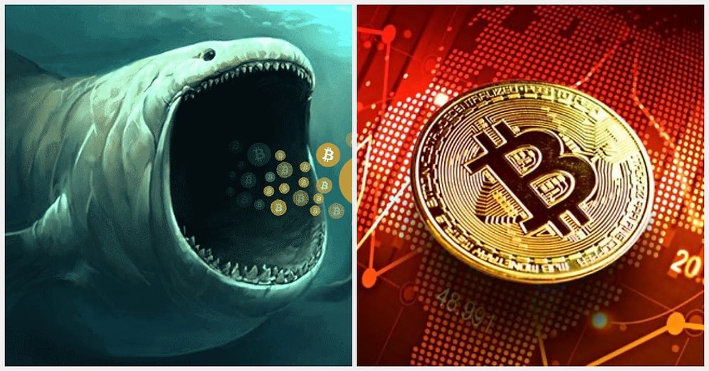 Bitcoin Dipleri Zorlarken Balinalar Alımlara Devam Ediyor: Bir Balina Günlük 25 BTC Satın Alıyor!