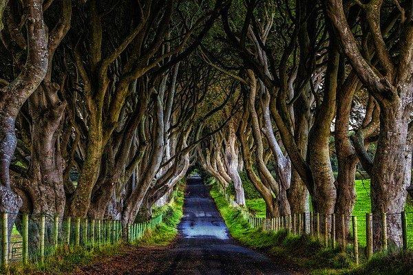 5. The Dark Hedges / Kuzey İrlanda