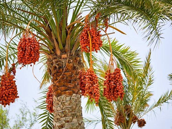 Hurma, Orta Doğu ve Kuzey Afrika menşeili bir çeşit meyvedir. Çünkü bu bölgeniz sıcak ve çöl iklimi, hurma ağacının gelişmesi için mükemmel hava koşullarını sağlar.