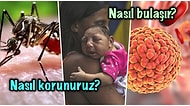 Dünya Sağlık Örgütü'nün de Uyardığı Yeni Bir Pandemiye Neden Olabilecek Zika Virüsü Nedir?