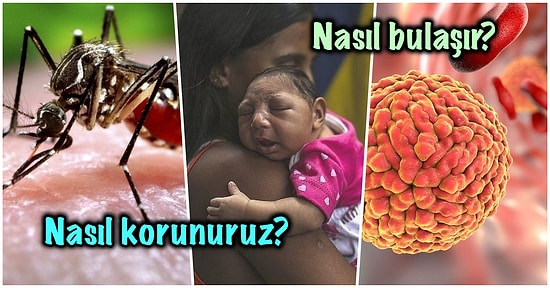 Dünya Sağlık Örgütü'nün de Uyardığı Yeni Bir Pandemiye Neden Olabilecek Zika Virüsü Nedir?