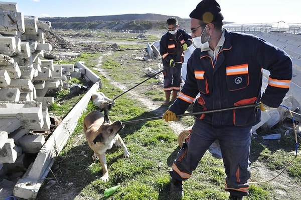 Saldırıdan sonra 60’a yakın köpek toplandı