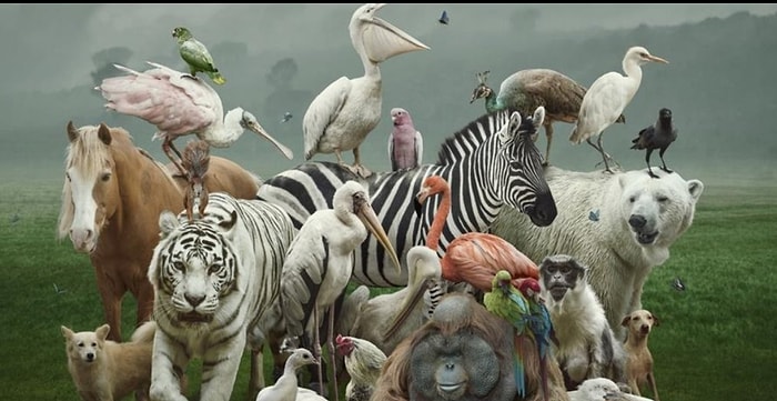 Hayvanseverler Buraya! Resimdeki Hayvanların Adını Doğru Tahmin Edebilecek misin?