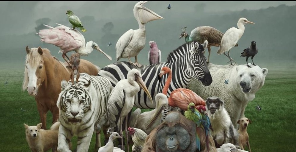 Hayvanseverler Buraya! Resimdeki Hayvanların Adını Doğru Tahmin Edebilecek misin?