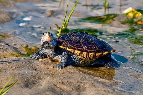 9. Yıllarca su kaplumbağası besleyen biri olarak bu sahne bana çok tanıdık geliyor! Erkek kaplumbağalar, dişiden hoşlandıklarını belli etmek için ön ayaklarını ve tırmaklarını dişinin yüzüne doğru sallarlar.