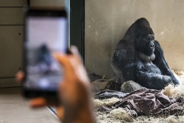 Kendisini ziyarete gelen pek çok insan cep telefonu ekranlarından çektikleri video ve fotoğrafları Amare’ye izlettikçe zavallı hayvan çok fazla ekrana bakmaya başlamış.