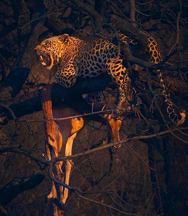 11. Yerden epeyce bir yüksekte tek başına avını yiyen leopar: