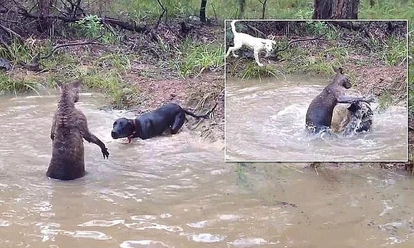 14. Bazı kangurular avlarını suya çekerler ve sonra onları boğarak öldürürler.