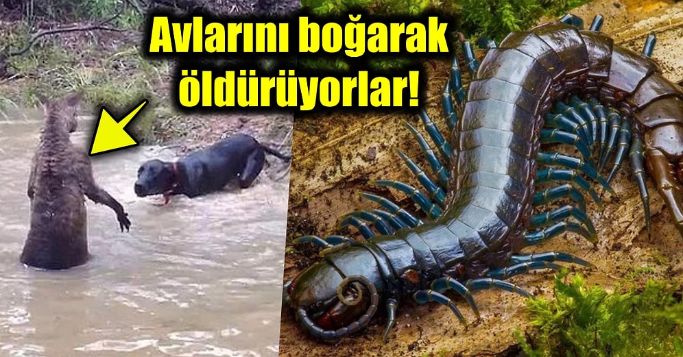 Doğanın Korkutucu Yüzünü İliklerinize Kadar Hissetmenize Sebep Olacak Birbirinden Ürkütücü 15 Yeni Fotoğraf