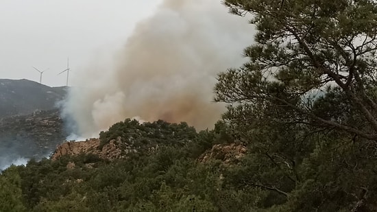 Bodrum'da Orman Yangını: 'Sabotaj Gibi Görünüyor'