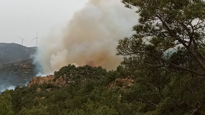 Bodrum'da Orman Yangını: 'Sabotaj Gibi Görünüyor'