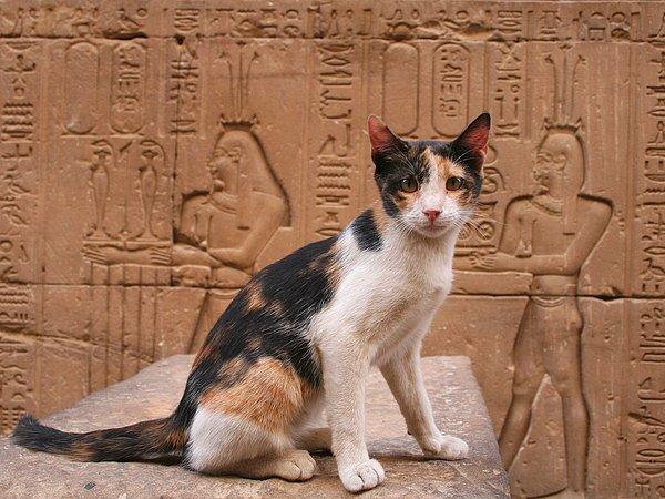 1. Eski Mısır'da kediler bir kalkan olarak kullanılırdı.