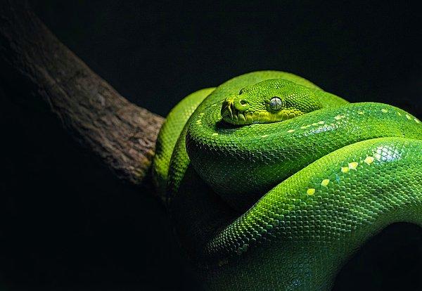 Evinde 100’den fazla yılana bakan adamın otopsi raporuna göre kendisi zehirli bir yılanın ısırığı nedeniyle hayatını kaybetti.