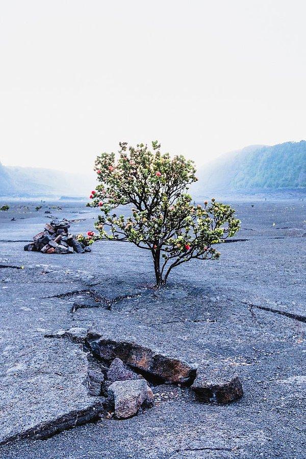 1. Hayat ağacı - Hawaii Büyük Adası: