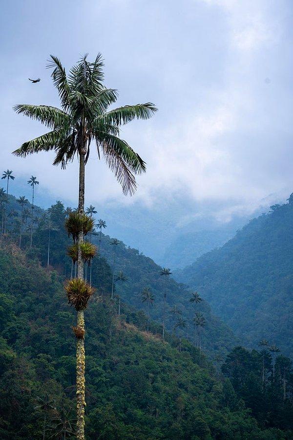 21. Valle del Cocora - Kolombiya: