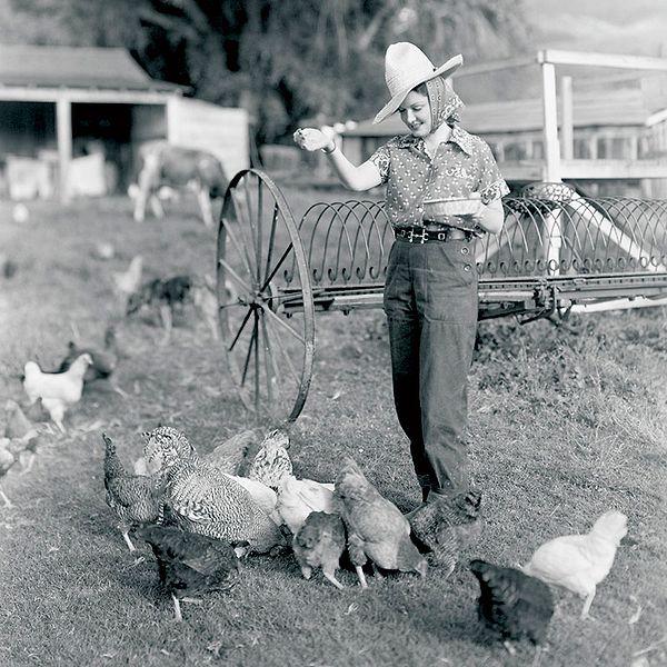 1948 yılında tavuk, sadece özel günlerde pişirilen ve ABD'de günümüzün parasıyla ortalama 30 dolara satılan bir yiyecekti.