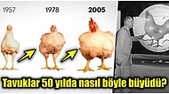 Sofralarımızın Vazgeçilmezi Olan Tavukların Son 50 Yılda Yaşadığı Değişimi Görünce Hayret Edeceksiniz!