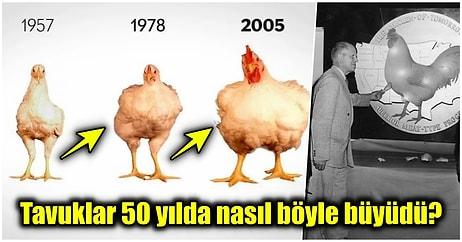 Sofralarımızın Vazgeçilmezi Olan Tavukların Son 50 Yılda Yaşadığı Değişimi Görünce Hayret Edeceksiniz!