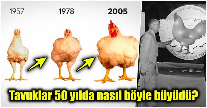 Sofralarımızın Vazgeçilmezi Olan Tavukların Son 50 Yılda Yaşadığı Değişimi Görünce Hayret Edeceksiniz!