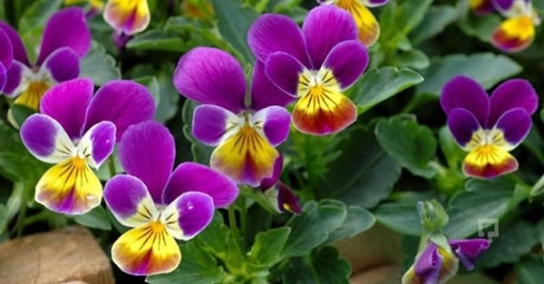 1. Renkli bir çiçekle başlayalım. Menekşe hangi mevsimde açar?