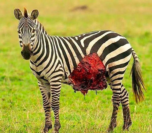 10. Ölümcül bir yara alan masum zebra: