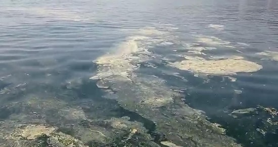 İzmit Körfezi'ndeki Müsilajı Görüntüledi: 'Büyük Kitleler Haline Dönüşmesinden Korkuyoruz'