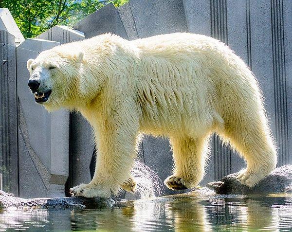 11. Kutup ayıları beyaz değil, siyah. Yanlış okumadınız. Kutup ayılarının derisi siyah ve güneş ışınından korunmak amacıyla adaptasyon sağladıkları için şeffaf tüyleri onların beyaz görünmesine sebep oluyor.