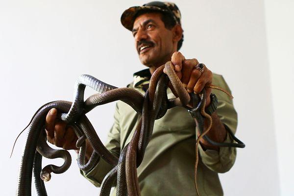 Sizleri Ürdünlü Yasin es-Sukur ile tanıştıralım. Kendisi tabiri caizse tam bir yılan aşığı. Neden mi?