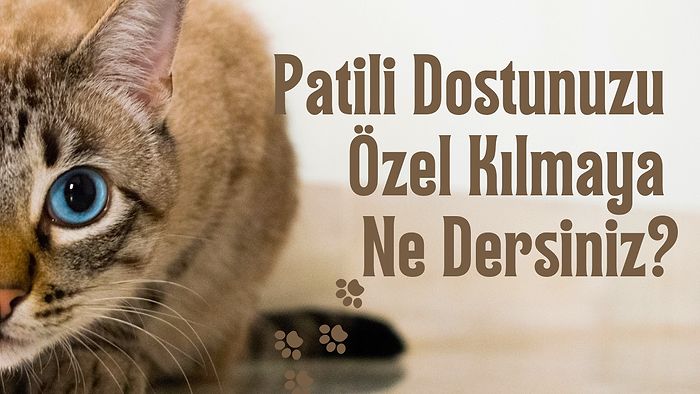 Hayvan Dostunuzun Keyif Alacağı En İyi Kedi Tırmalama Ürünleri