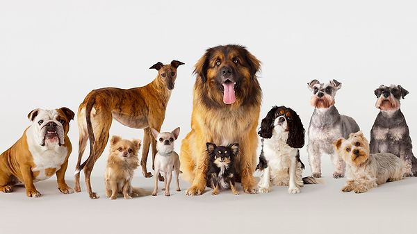 Öte yandan toplumda yaygın klişelerin aksine, köpeklerin ne kadar kolay korktuğunun cinsleriyle hiçbir ilgisi olmadığı anlaşıldı.