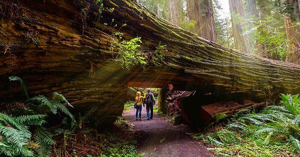 1. Redwood Ulusal Parkı, Kaliforniya