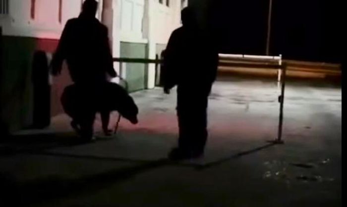 Sokak Köpeğine Elindeki Cisimle Vuran Güvenlik Görevlisi Adliyeye Sevk Edildi